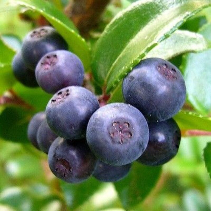 2 Live Wild Huckleberry Plants Live Black Berries - Berry Plants - 2"-5" - Zones 3-9 - Huckleberries Bushes Shrubs for Planting