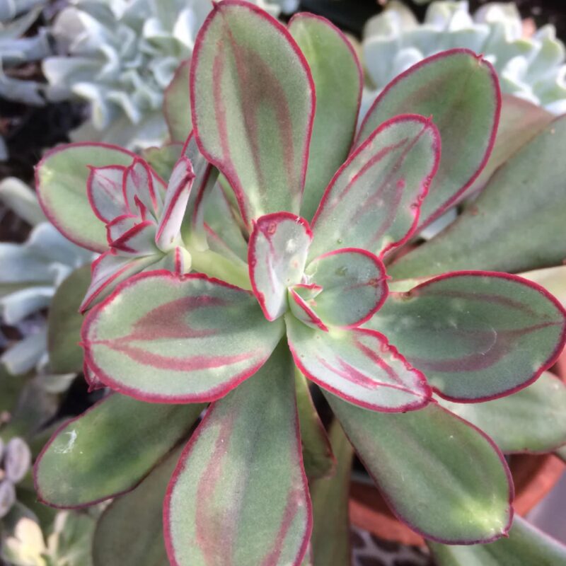 Echeveria Nodulosa Succulent Plants