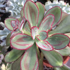 Echeveria Nodulosa Succulent Plants