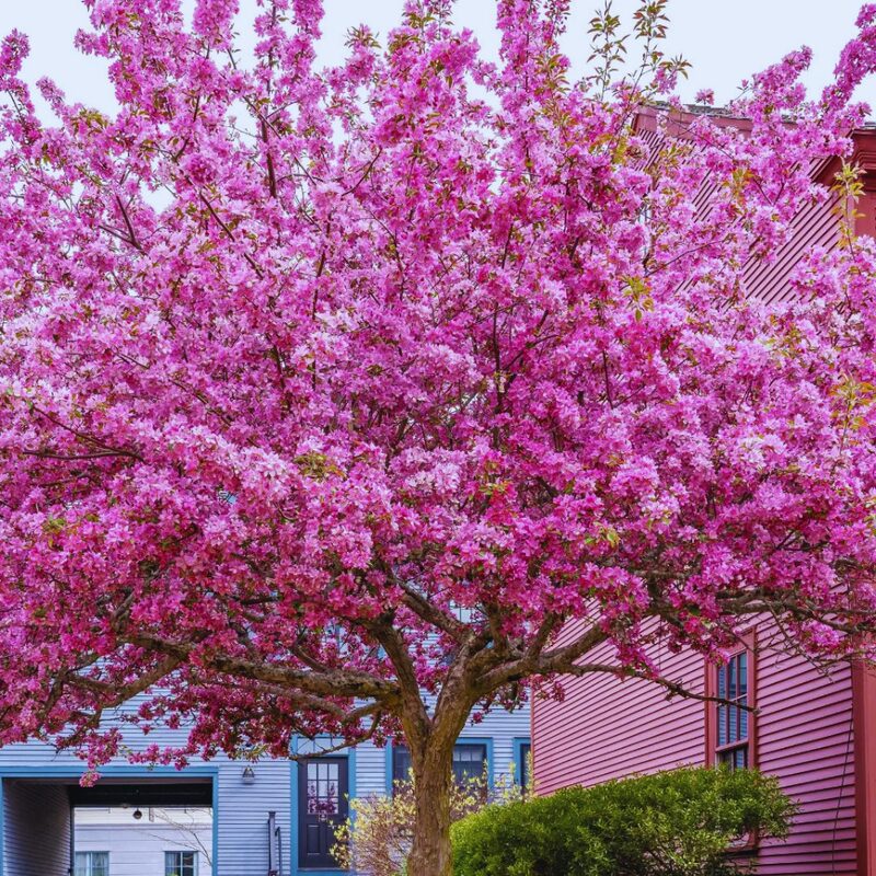 Large Redbud Tree Live Plant - 2-3 Ft - Cercis Canadensis- Zones 5-9 - 2 Year-Old Seedling Red Bud Trees Live Plants Outdoor Fast Growing