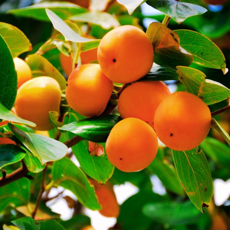 2 American Persimmon Tree