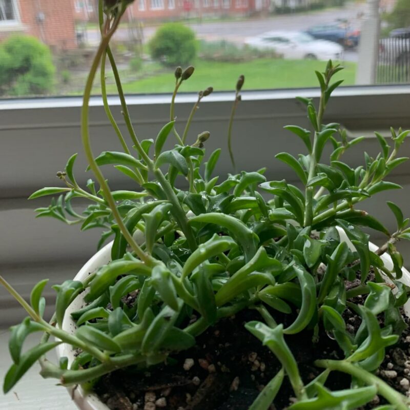 String Of Dolphins Succulents Plants