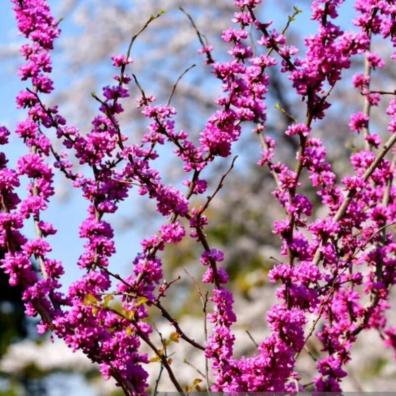 5 Eastern Redbud Trees Live Plants - 6"-12" - Zones 4-9 - Cercis Canadensis Red Bud Trees Live Plants Bareroot Seedlings Outdoor Fast Growing