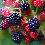 Osage Blackberry Plants