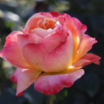 Broadway Rose Plant Live