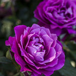 Heirloom Fragrant Plum Rose Plant Live, 2 Quart Rose Potted Live Plant