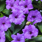 Mexican Petunia Plant