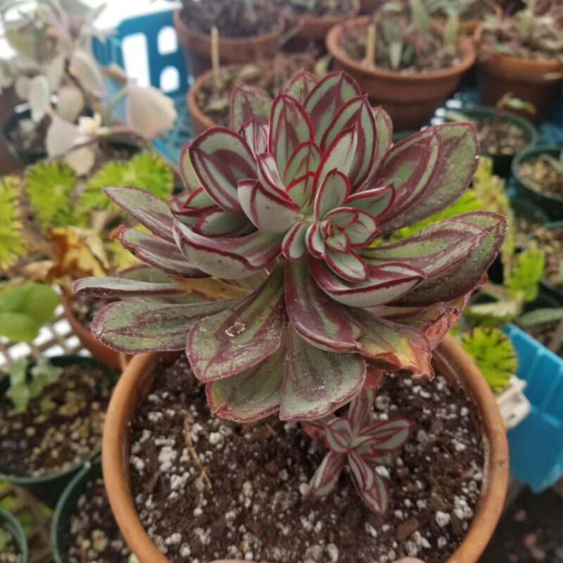 Echeveria Nodulosa Succulent Plants