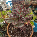 Echeveria Nodulosa Succulent Plants