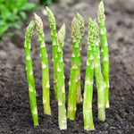 25 Pack Mary Washington Asparagus Roots, 2 Years Old Asparagus Crowns