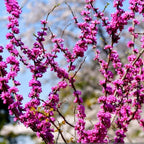 Pink Redbud Tree Live Plant - 2 to 3 Ft - Cercis - Zones 5-9 - 2 Year-Old Seedling Red Bud Trees Live Plants Outdoor Fast Growing
