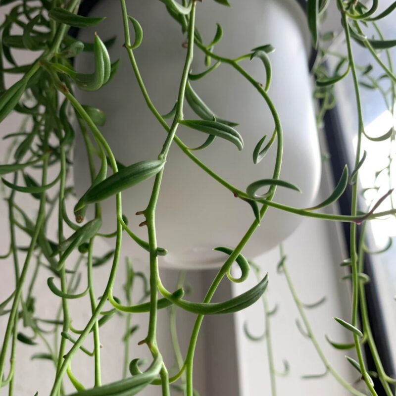 String Of Bananas Succulents Plants