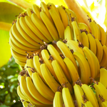 2 Musa Basjoo Banana Plants 4-8 Inc