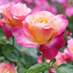 Broadway Rose Plant Live