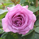 Heirloom Fragrant Plum Rose Plant Live, 2 Quart Rose Potted Live Plant