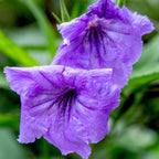 Mexican Petunia Plant