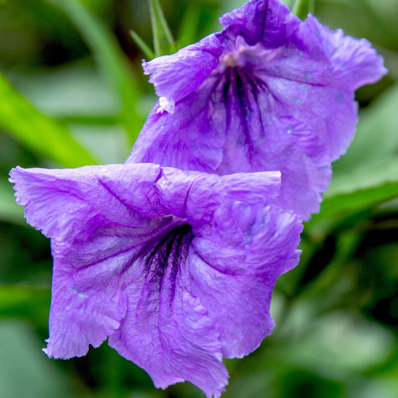 Mexican Petunia Plant