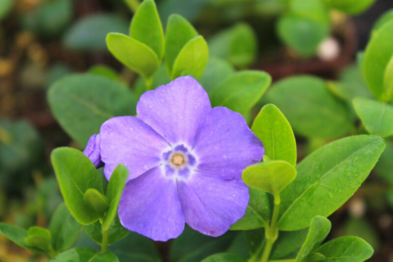 Vinca Plants Live - 500 Bare Roots - 6 to 9 Inc Tall