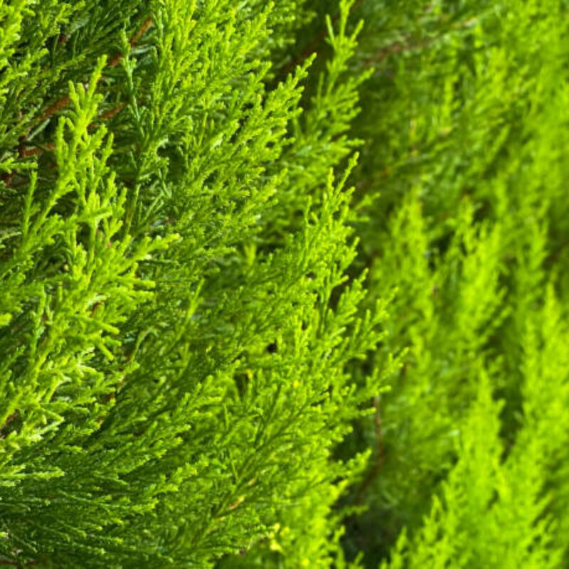 10 Leyland Cypress Trees Live Plants - Zone: 5-9