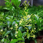 Night Blooming Jasmine Plant - 15 Inch Tall - Live Jasmine Fragrant Plant