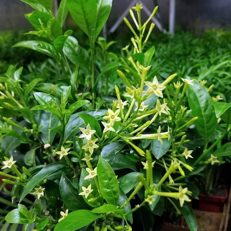Cestrum Nocturnum Plant, Night Blooming Jasmine Plant - 10 to 15 Inches Tall