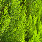 20 Murray Cypres Hedge Shrub Plants Live Trees - Zone: 5-9