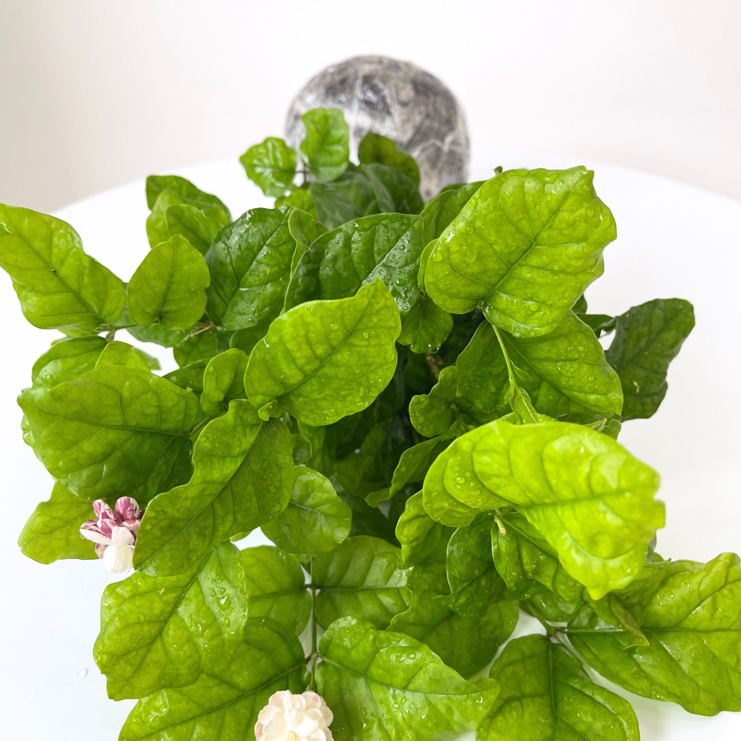 3 Maid of Orleans Sambac Jasmine Live Plants, Arabian Jasmine Plant Live, 4 to 6 Inc Tall, Tea Jasmine Fragrant Plant