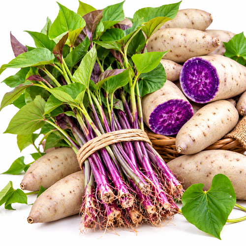 10 Okinawa Purple Sweet Potato Slips, Live Plant Cuttings