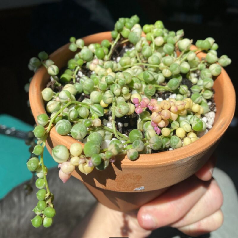 Variegated String Of Pearls Succulents Plants