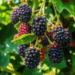 Ouachita Blackberry Plants