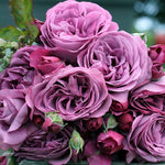 Heirloom Fragrant Plum Rose Plant Live, 2 Quart Rose Potted Live Plant