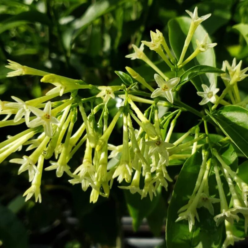 Cestrum Nocturnum Plant, Night Blooming Jasmine Plant - 10 to 15 Inches Tall