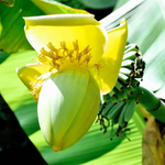 2 Musa Basjoo Banana Plants 4-8 Inc