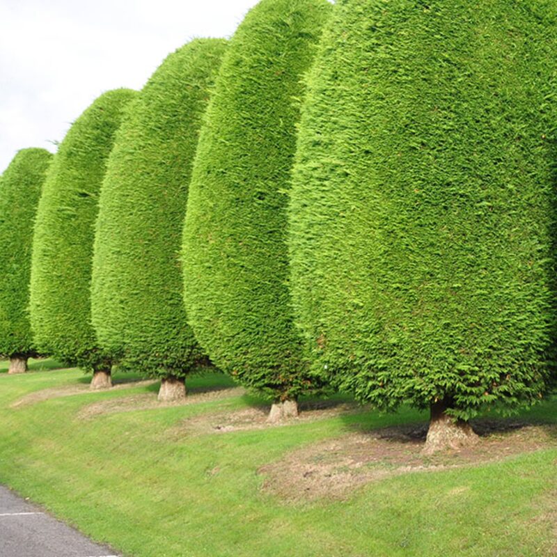 5 Thuja Green Giant Arborvitae Trees Live Plants - 2.5" Pot - 6-12" Tall