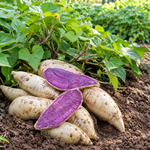 10 Okinawa Purple Sweet Potato Slips, Live Plant Cuttings