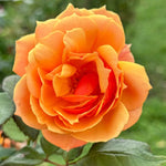 Orange Rose Plant Live