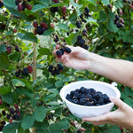 Ouachita Blackberry Plants
