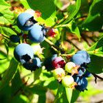 Misty Blueberry Plant