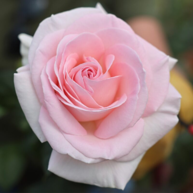 Brides Dream Rose Plant Live