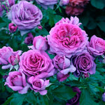 Heirloom Fragrant Plum Rose Plant Live, 2 Quart Rose Potted Live Plant