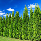 10 Murray Cypress Trees Live Plants Hedge Privacy - Zone: 5-9