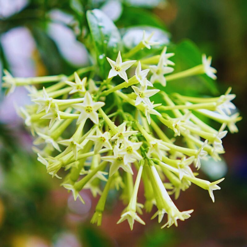 Night Blooming Jasmine Plant - 12 to 18 Inches Tall