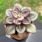 Echeveria Nodulosa Succulent Plants