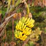2 Musa Basjoo Banana Plants 4-8 Inc