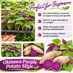 10 Okinawa Purple Sweet Potato Slips, Live Plant Cuttings