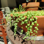 String Of Pearls Succulents Plants