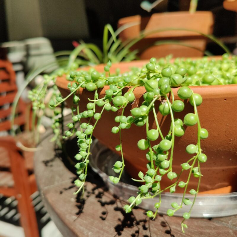 String Of Pearls Succulents Plants
