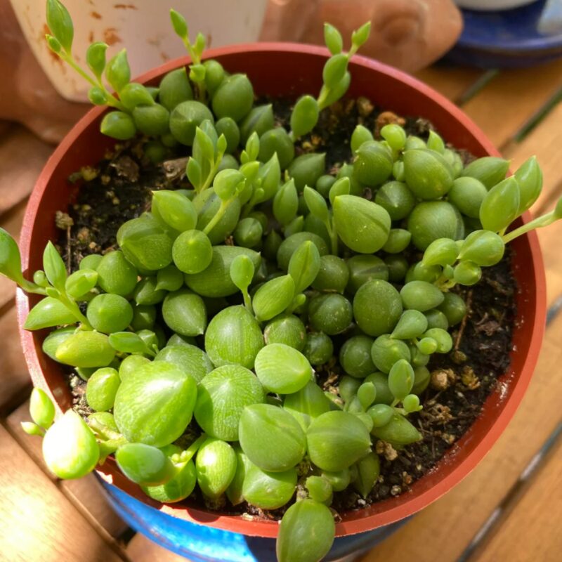 String Of Pearls Succulents Plants