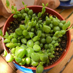 String Of Pearls Succulents Plants