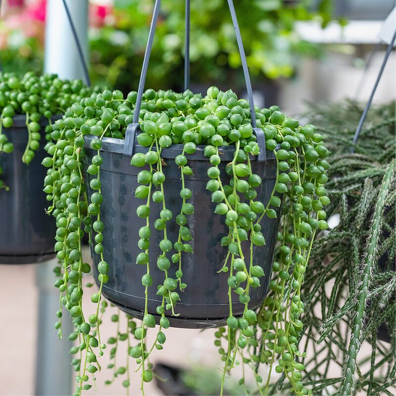 String Of Pearls Succulents Plants